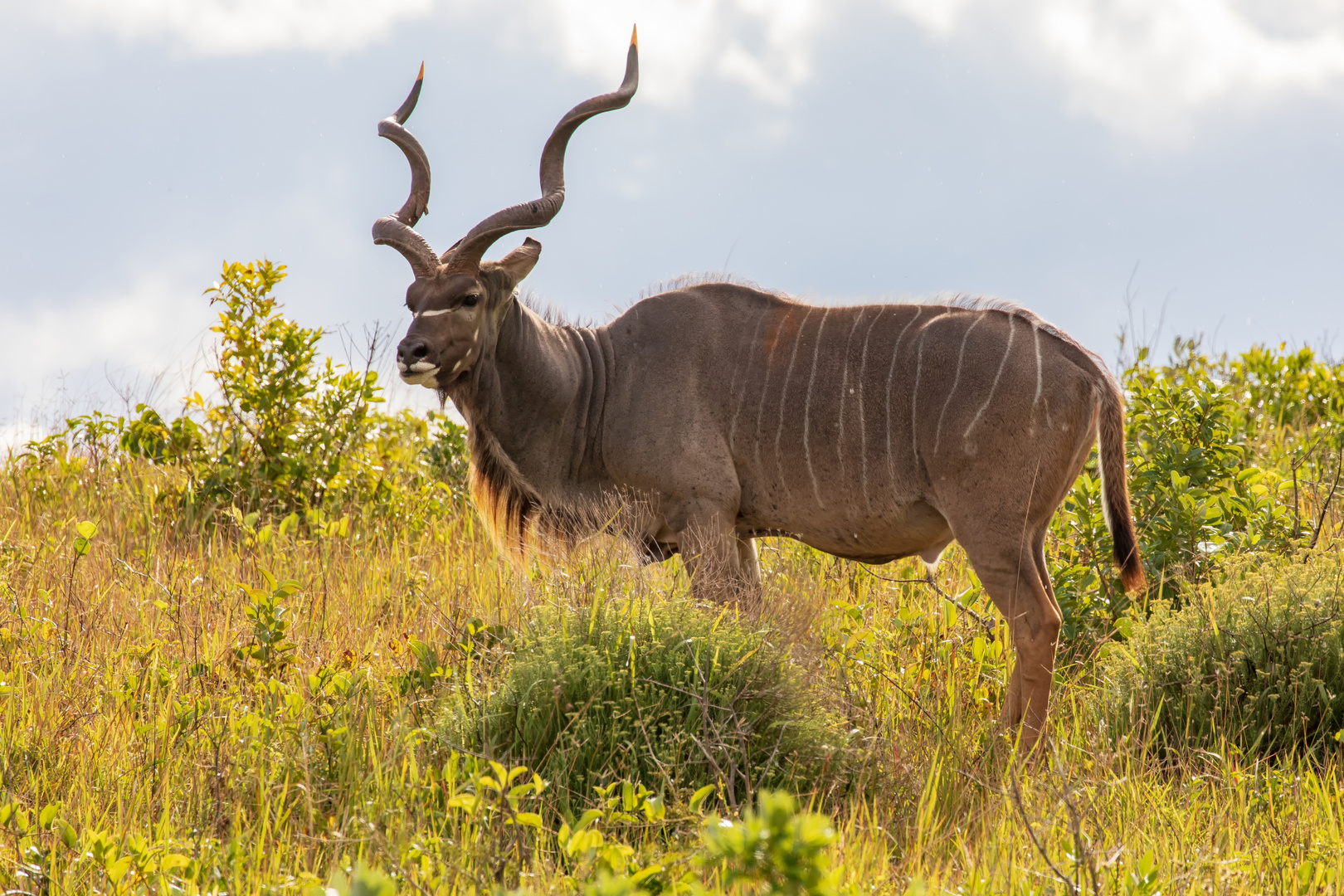 Kudu 3