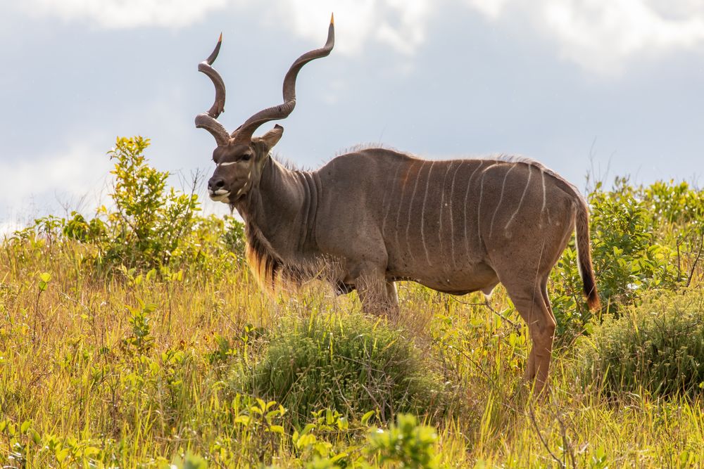 Kudu 3