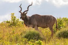 Kudu 3