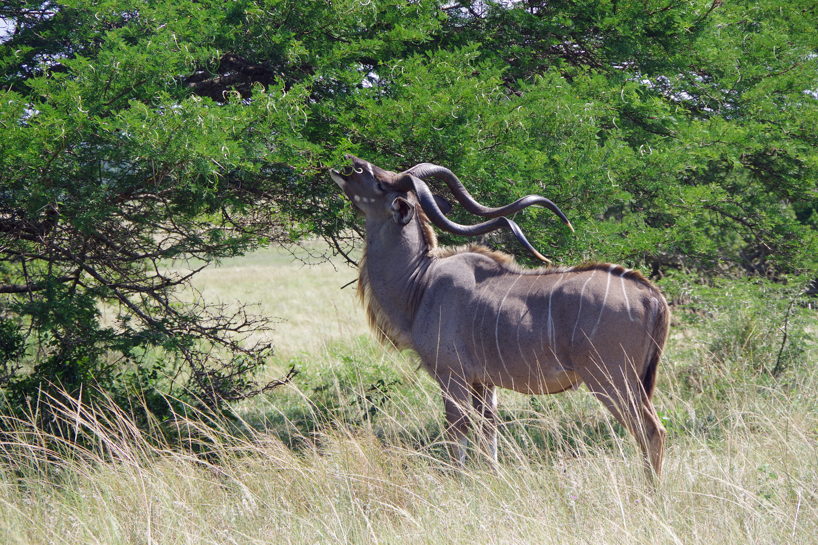 Kudu