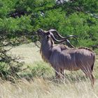 Kudu