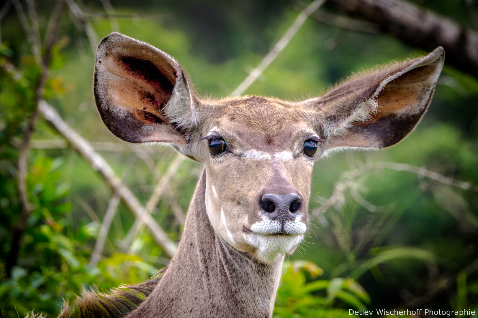 Kudu 