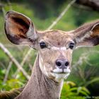 Kudu 