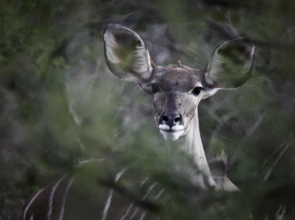 Kudu