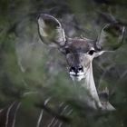 Kudu