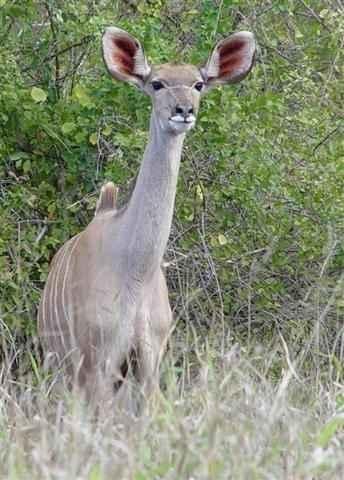 Kudu