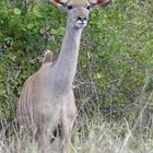 Kudu