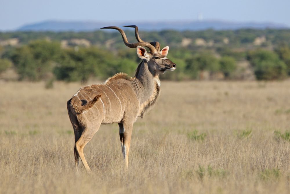 Kudu 