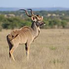 Kudu 