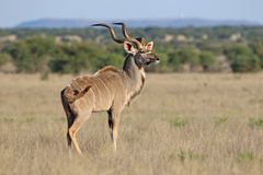 Kudu 