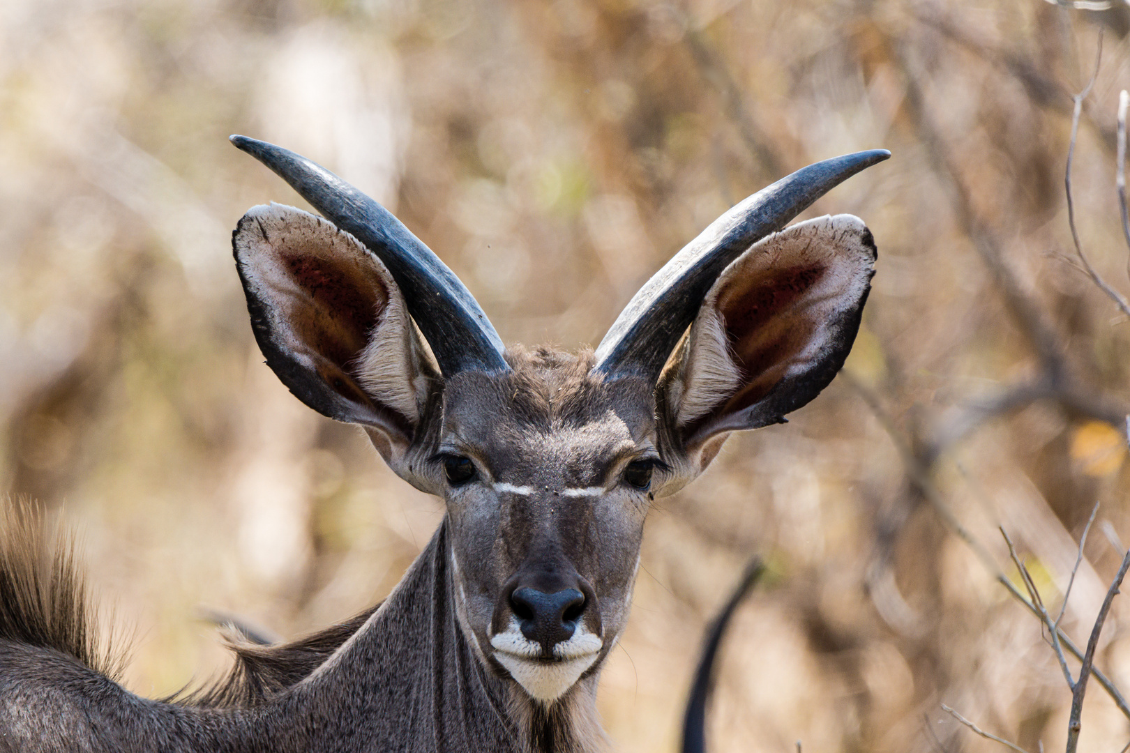 Kudu