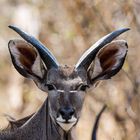 Kudu