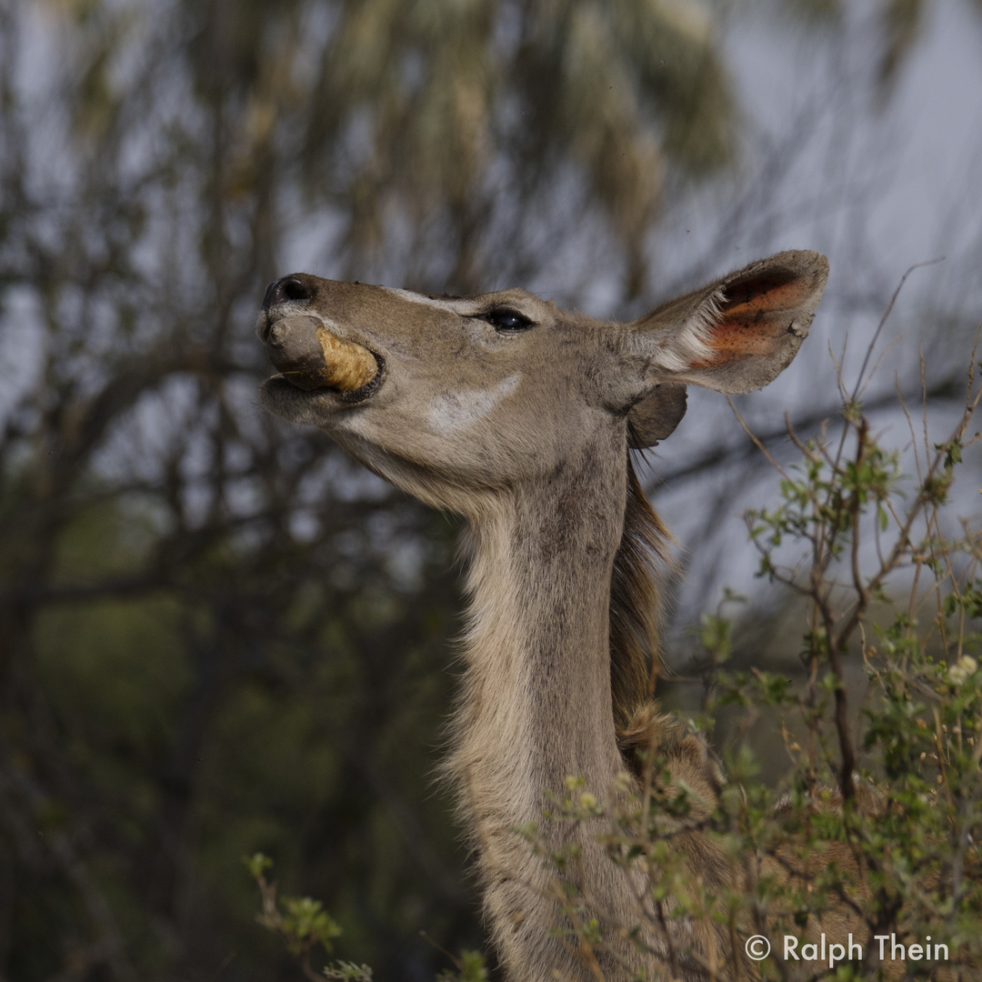 Kudu 