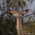 Kudu 