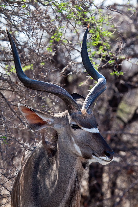 Kudu