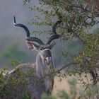 Kudu