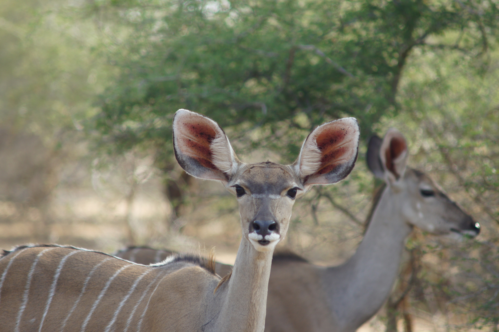 Kudu