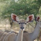 Kudu