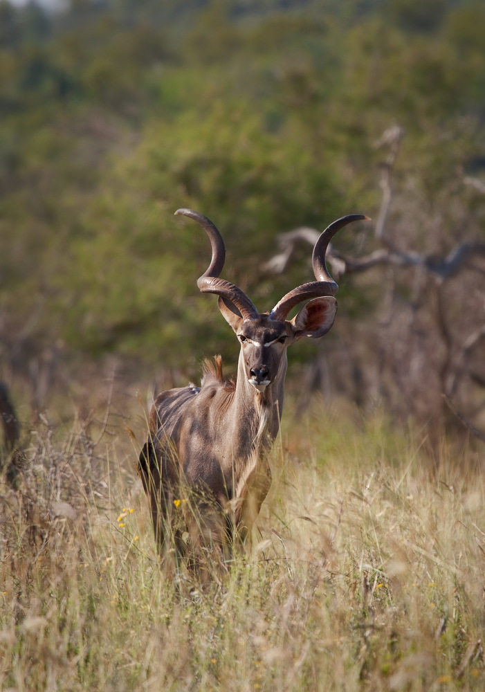 Kudu