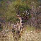 Kudu