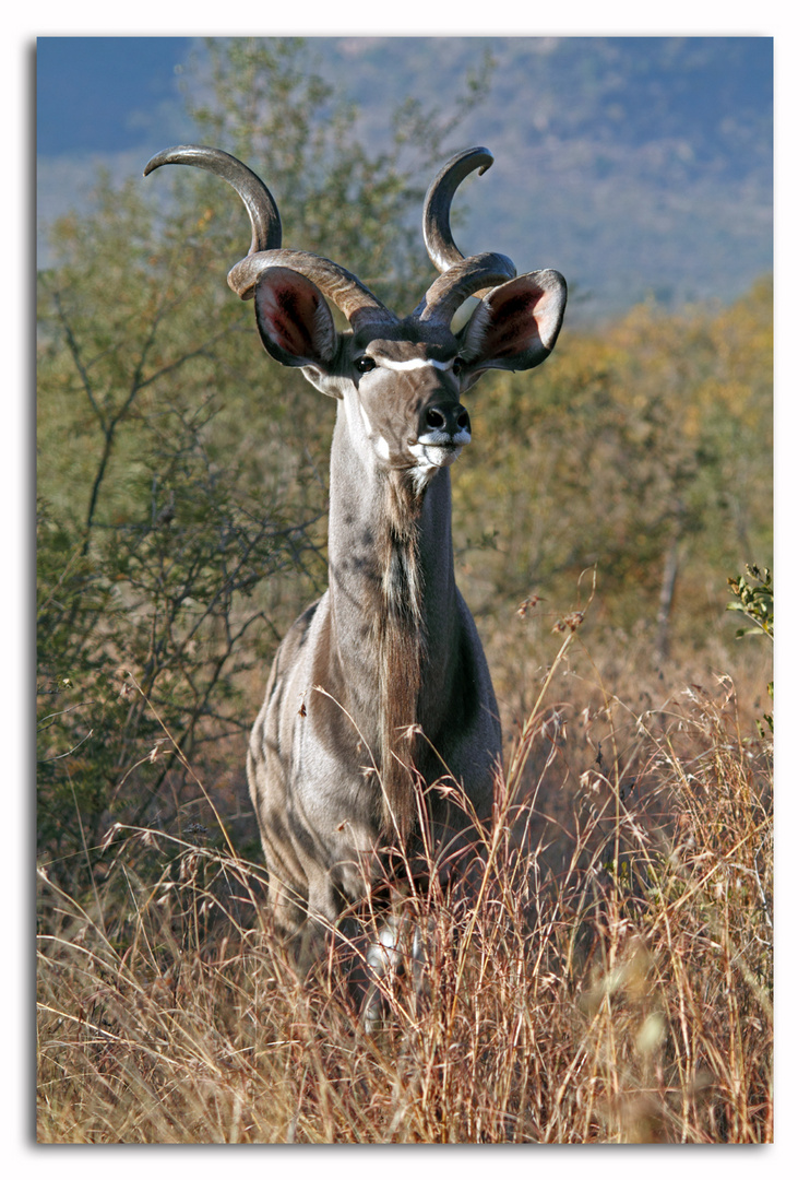 Kudu