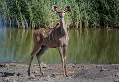 Kudu