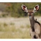 Kudu