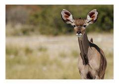 Kudu