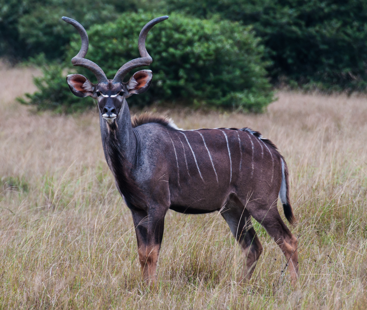 Kudu