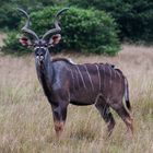 Kudu