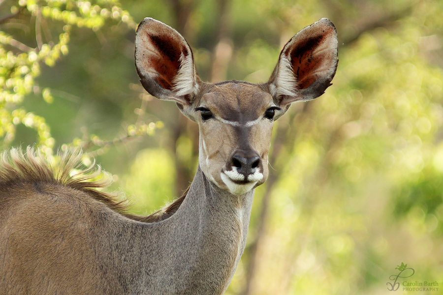 Kudu