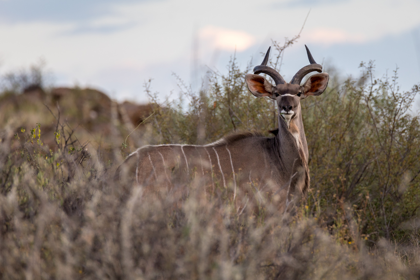 Kudu