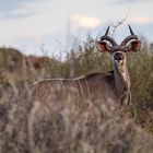 Kudu