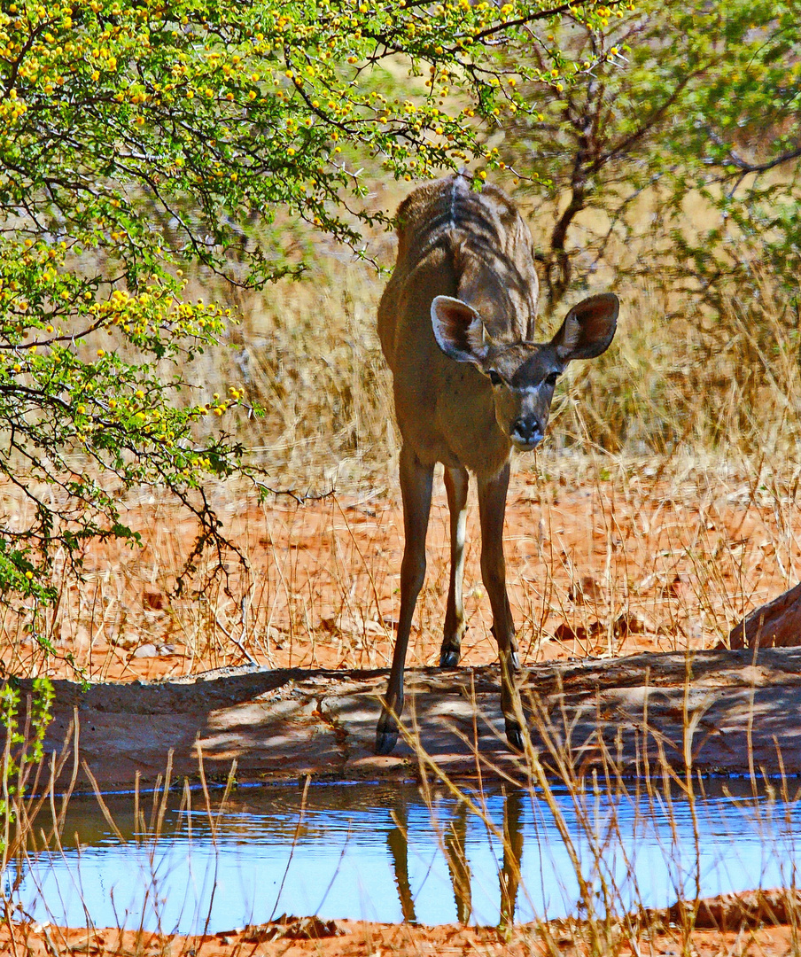 Kudu