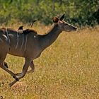 Kudu