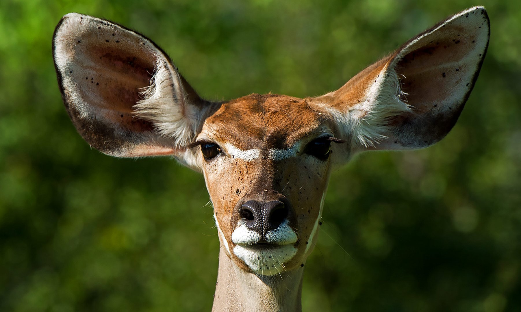 Kudu