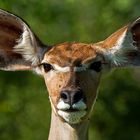 Kudu