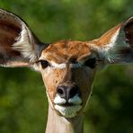 Kudu