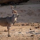 Kudu