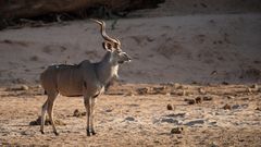 Kudu