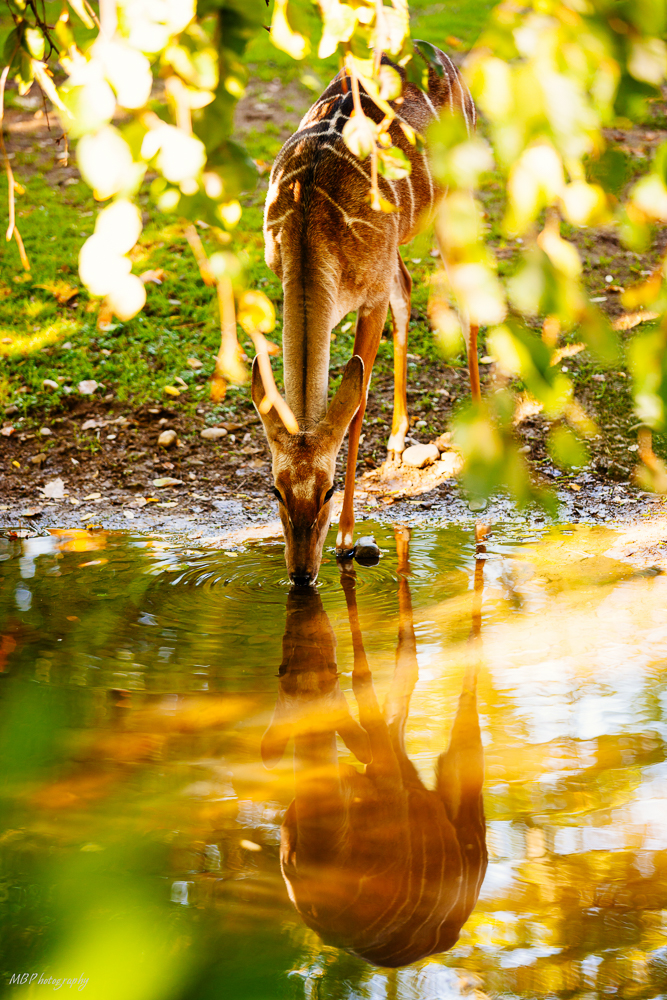 Kudu