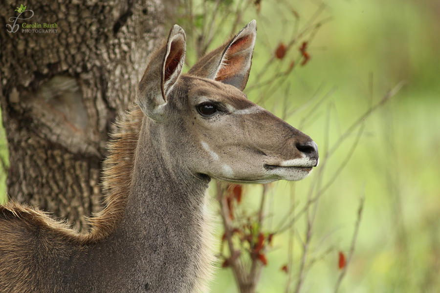 Kudu