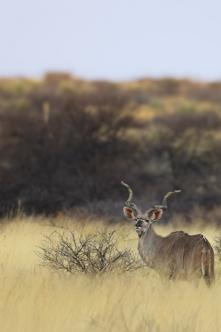 Kudu 