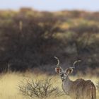 Kudu 