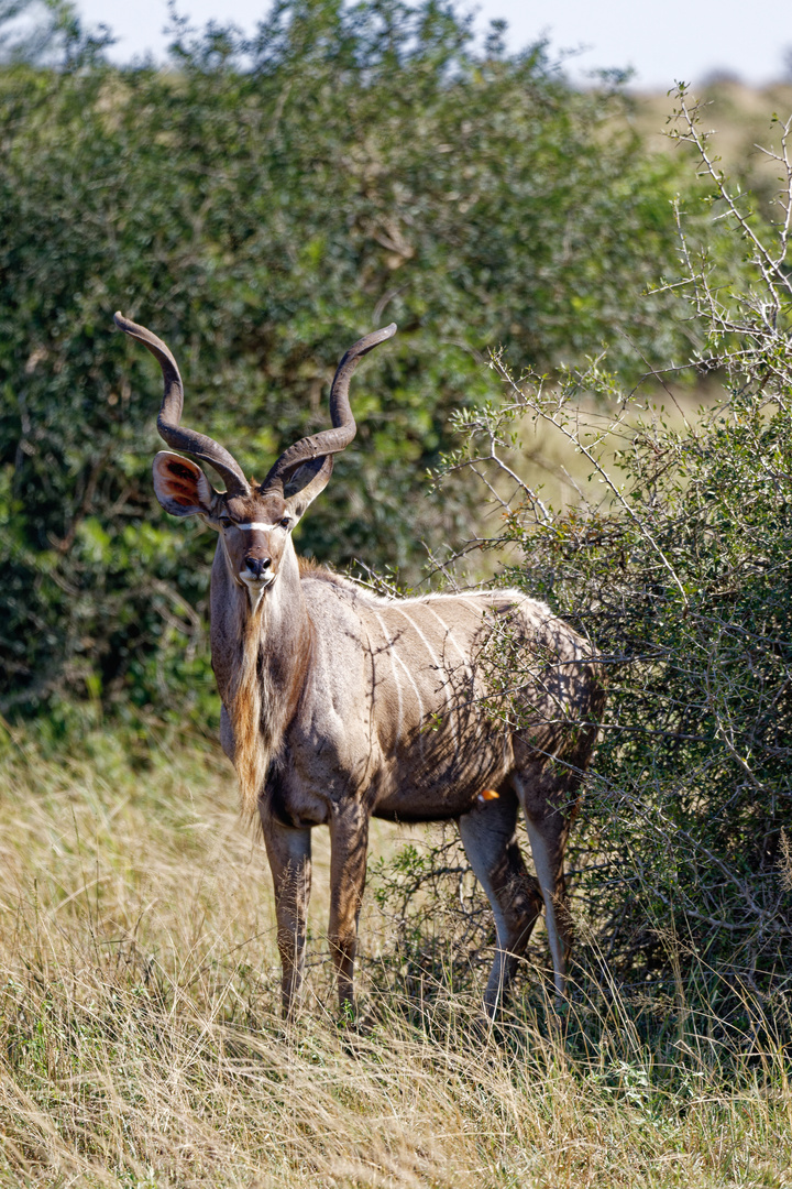 Kudu