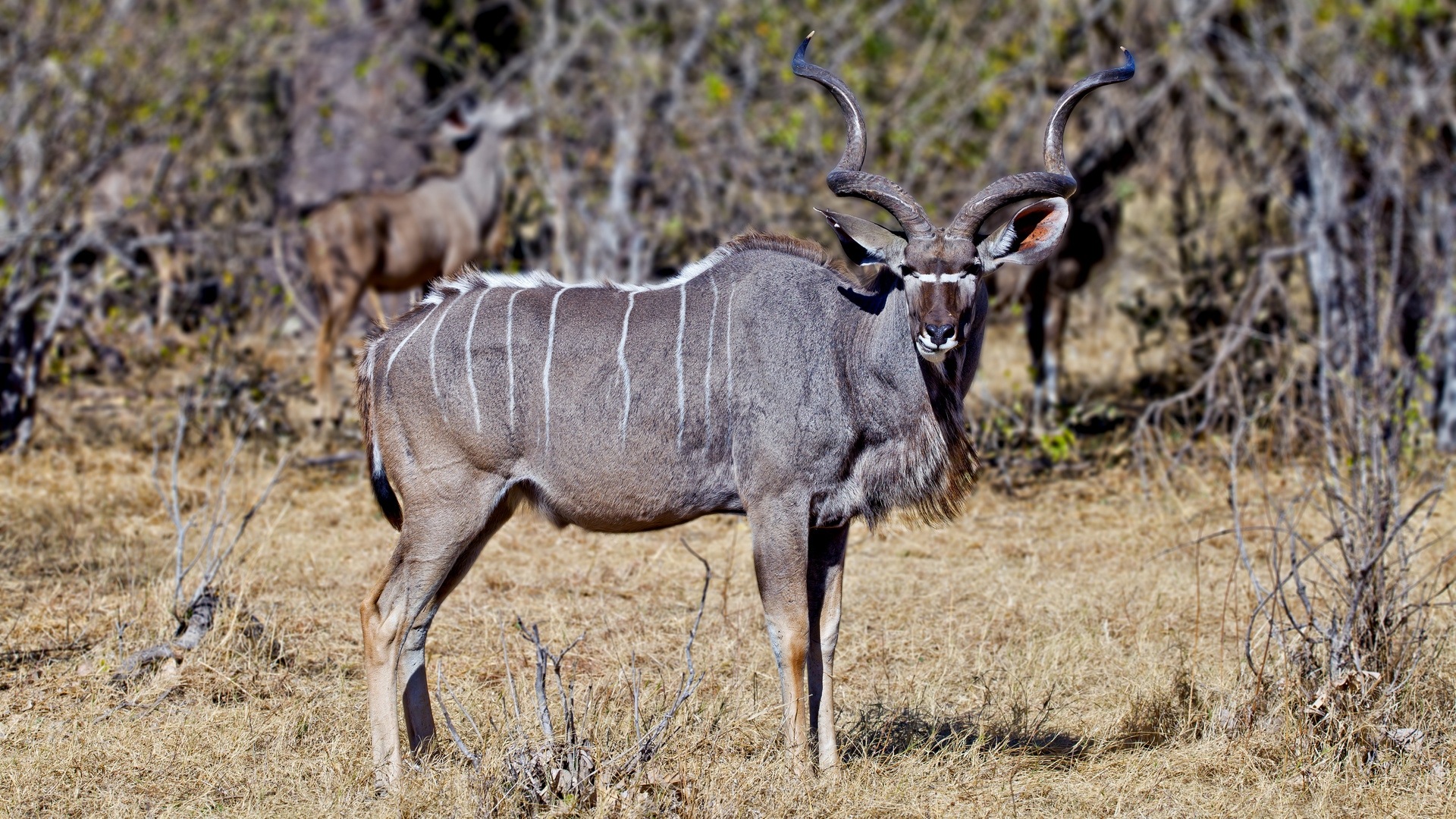 Kudu