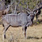 Kudu