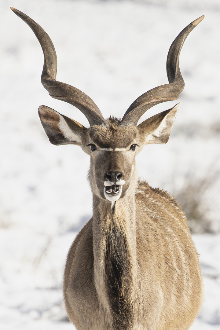 Kudu 