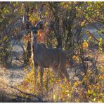 Kudu