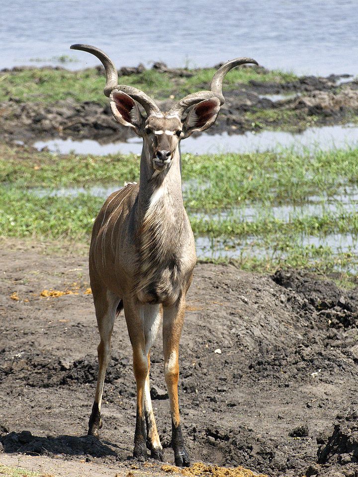 kudu